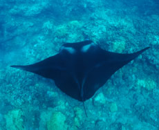 Picture showing an electric ray.