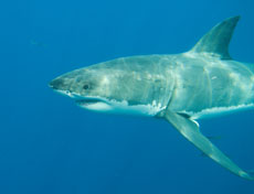 this is a photo of a shark