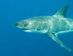 This is a picture of a shark